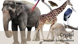  Presentation with animal collage - Beautiful slides featuring collage of animals images backdrop and a coral colored foreground