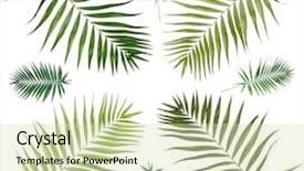 Presentation with palm leaves - Audience pleasing presentation consisting of collage of beautiful palm leaves backdrop and a soft green colored foreground