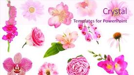  Presentation with pink flowers - Colorful PPT theme enhanced with collage of beautiful pink flowers backdrop and a pink colored foreground