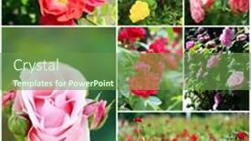  Presentation with roses - PPT layouts consisting of collage of beautiful roses in garden background and a tawny brown colored foreground