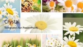  Presentation with wild sex - Audience pleasing PPT theme consisting of collage of beautiful wild camomiles backdrop and a lemonade colored foreground