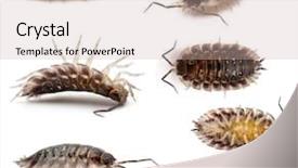  Presentation with animal collage - Amazing slide set having collage of common woodlouse oniscus backdrop and a soft green colored foreground