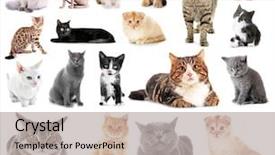  Presentation with cats - Presentation theme featuring collage of cute cats background and a light gray colored foreground