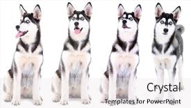  Presentation with husky - Amazing presentation having collage of cute husky puppy backdrop and a white colored foreground