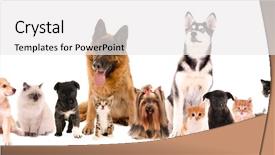  Presentation with pets - PPT layouts with dimensions - inspection automotive part dimension background and a gray colored foreground.