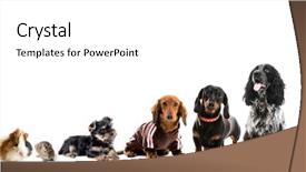  Presentation with pets - Slide set having collage of different domestic pets background and a white colored foreground