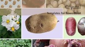  Presentation with photo collage - Slide deck consisting of collage-of-different-organic-potatoes background and a coral colored foreground