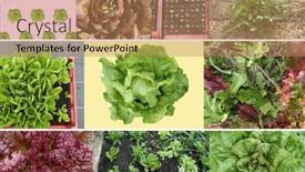  Presentation with photo collage - Audience pleasing PPT layouts consisting of collage-of-different-organic-salads backdrop and a coral colored foreground