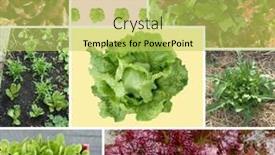  Presentation with photo collage - Audience pleasing PPT layouts consisting of collage-of-different-organic-salads backdrop and a yellow colored foreground