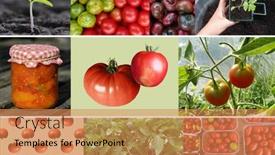  Presentation with photo collage - PPT theme with collage-of-different-organic-tomatoes background and a coral colored foreground
