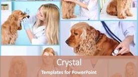  Presentation with vet - Cool new presentation with collage of dog at vet backdrop and a coral colored foreground