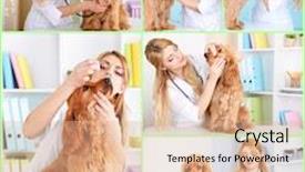  Presentation with vet - PPT theme having collage of dog at vet background and a coral colored foreground