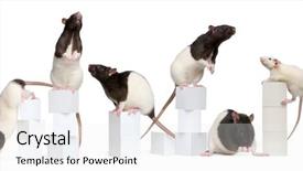  Presentation with white rat - Presentation theme consisting of collage of fancy rats 1 background and a white colored foreground