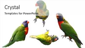  Presentation with birds - Amazing theme having collage of four rainbow lorikeet backdrop and a white colored foreground