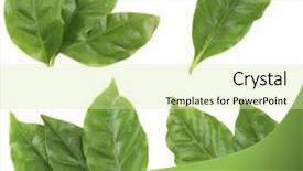  Presentation with green coffee - Cool new presentation theme with collage of fresh green coffee backdrop and a soft green colored foreground