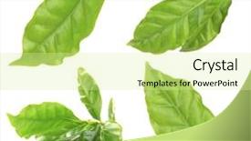  Presentation with green coffee - PPT layouts consisting of collage of fresh green coffee background and a blonde colored foreground