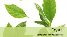  Presentation with green coffee - Beautiful slides featuring collage of fresh green coffee backdrop and a yellow colored foreground