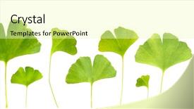  Presentation with ginkgo - Beautiful PPT theme featuring collage of ginkgo biloba leaves backdrop and a  colored foreground