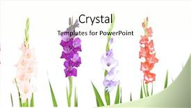  Presentation with white flowers - PPT theme enhanced with collage of gladiolus flowers isolated background and a cream colored foreground
