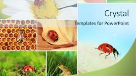  Presentation with heart of flowers - Colorful PPT theme enhanced with hill enjoying a morning haze backdrop and a gray colored foreground.