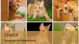  Presentation with animal photos - Cool new PPT theme with collage of orange cat photos backdrop and a gold colored foreground