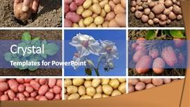  Presentation with growing - Slide deck having collage of potatoes growing background and a teal colored foreground
