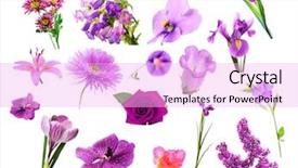  Presentation with purple floral cold - PPT theme consisting of collage of purple color flowers background and a lavender colored foreground