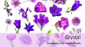  Presentation with purple flowers - Slide set consisting of collage of purple color flowers background and a lavender colored foreground