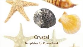  Presentation with shells - Audience pleasing slides consisting of collage of shells isolated backdrop and a cream colored foreground