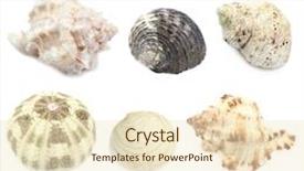  Presentation with shells - Colorful slides enhanced with collage of shells and other beach flotsam isolated on white backdrop and a cream colored foreground