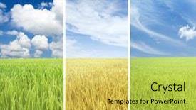  Presentation with photo collage - Amazing theme having collage photo of paddy backdrop and a yellow colored foreground
