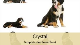  Presentation with animal collage - Amazing PPT theme having collage puppy bernese mountain dog backdrop and a blonde colored foreground