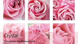  Presentation with pink roses - PPT theme with collage with beautiful pink roses background and a  colored foreground