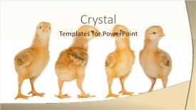  Presentation with collage - Slide set featuring collage-with-cute-little-chickens background and a cream colored foreground