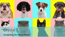  Presentation with dogs cats - Slide set enhanced with collage-with-different-types background and a seafoam green colored foreground