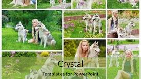  Presentation with husky - Presentation consisting of collage with husky dogs background and a yellow colored foreground