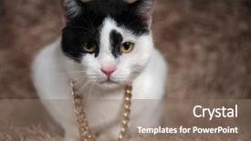  Presentation with cat - Presentation theme with collar sitting on brown furry background and a gray colored foreground