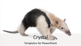  Presentation with background - Colorful PPT theme enhanced with collared anteater- tamandua tetradactyla backdrop and a light gray colored foreground