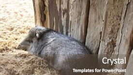  Presentation with pig - Amazing presentation having silver solid black background industry backdrop and a gray colored foreground