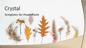  Presentation with symmetrical - Slide deck featuring collected in the meadow symmetrical background and a white colored foreground