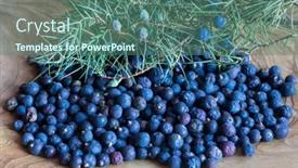  Presentation with muesli yoghurt and berries healthy - Slides consisting of collecting-healthy-berries-of-juniper background and a ocean colored foreground