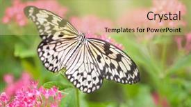  Presentation with old crumpled paper violence against women - Theme with collecting nectar from pink flower background and a yellow colored foreground