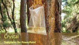  Presentation with pine - PPT theme with collecting-pine-resin background and a tawny brown colored foreground