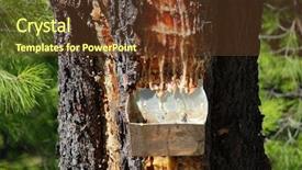  Presentation with rubber tree in row - Presentation theme with collecting pine resin background and a  colored foreground