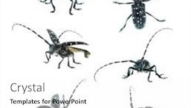  Presentation with asian - Presentation having collection-of-adult-asian-longhorned background and a white colored foreground