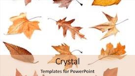  Presentation with autumn leaves - Slide deck consisting of collection of autumn dried leaves background and a coral colored foreground