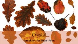  Presentation with bright white - Presentation enhanced with collection-of-autumn-leaf-closeup background and a gold colored foreground