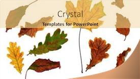  Presentation with bright white - Beautiful slides featuring collection-of-autumn-leaf-closeup backdrop and a yellow colored foreground