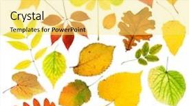  Presentation with fall leaves border autumn - Audience pleasing theme consisting of elm leaf - collection of autumn leaves backdrop and a yellow colored foreground