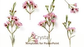  Presentation with wax - PPT theme consisting of collection-of-beautiful-pink-wax background and a cream colored foreground